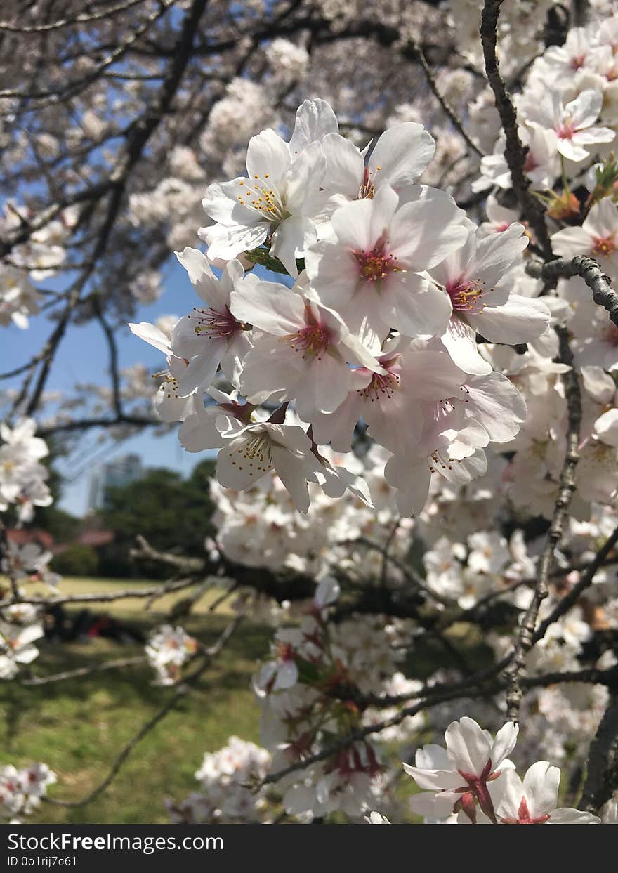 Flower, Blossom, Plant, Spring