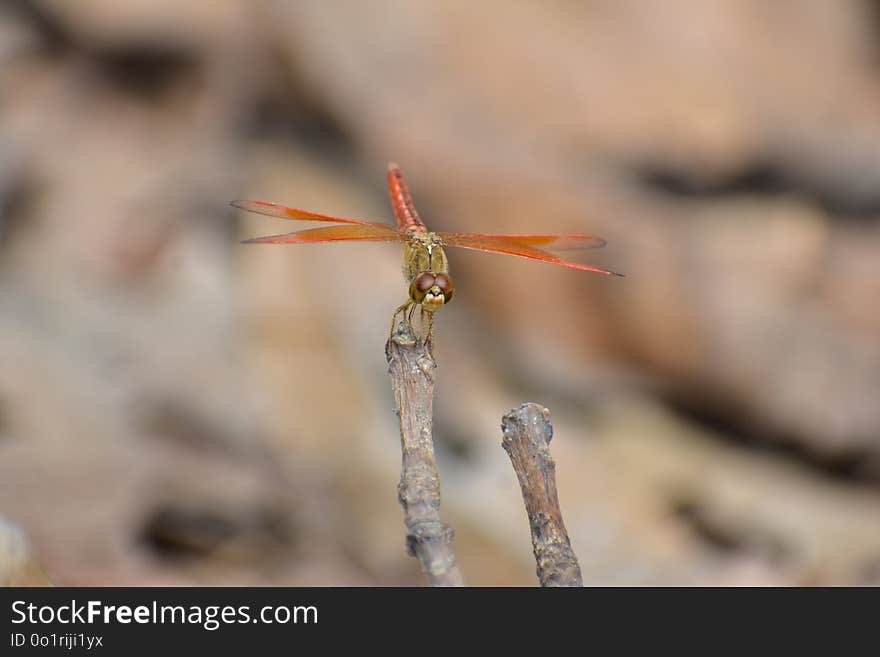 Dragonfly, Insect, Dragonflies And Damseflies, Invertebrate