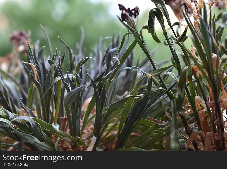 Plant, Flora, Vegetation, Flower