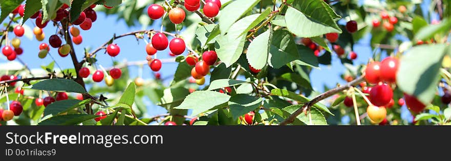 Plant, Leaf, Flora, Fruit