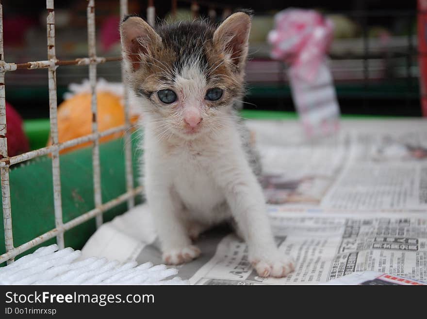 Cat, Small To Medium Sized Cats, Fauna, Whiskers