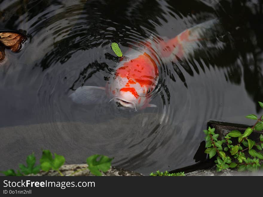 Koi, Water, Fish Pond, Pond