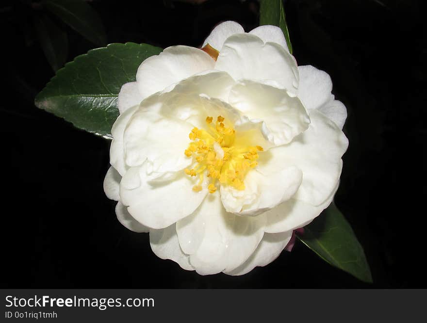 Flower, White, Plant, Flowering Plant