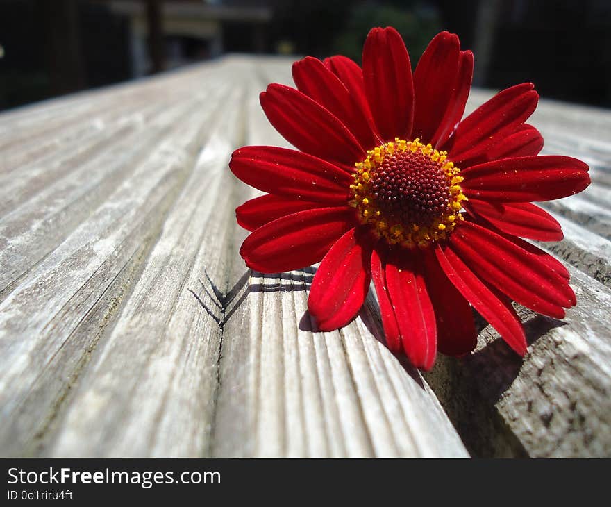 Flower, Red, Flora, Petal