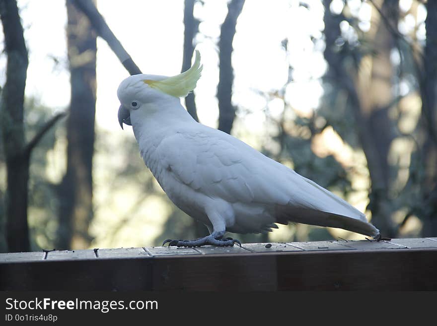 Bird, Fauna, Parrot, Beak