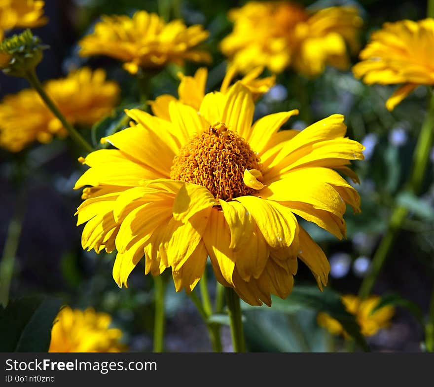 Flower, Yellow, Flora, Daisy Family