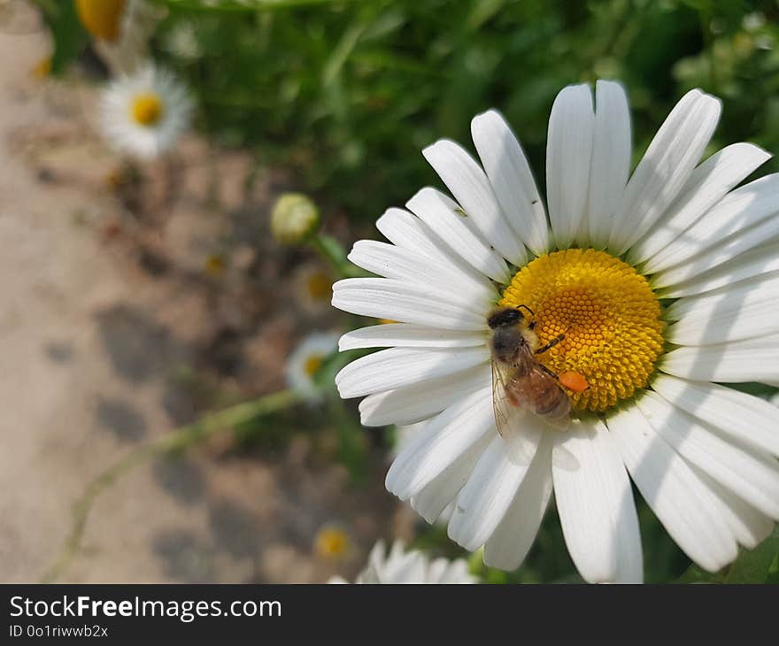 Flower, Oxeye Daisy, Pollen, Nectar