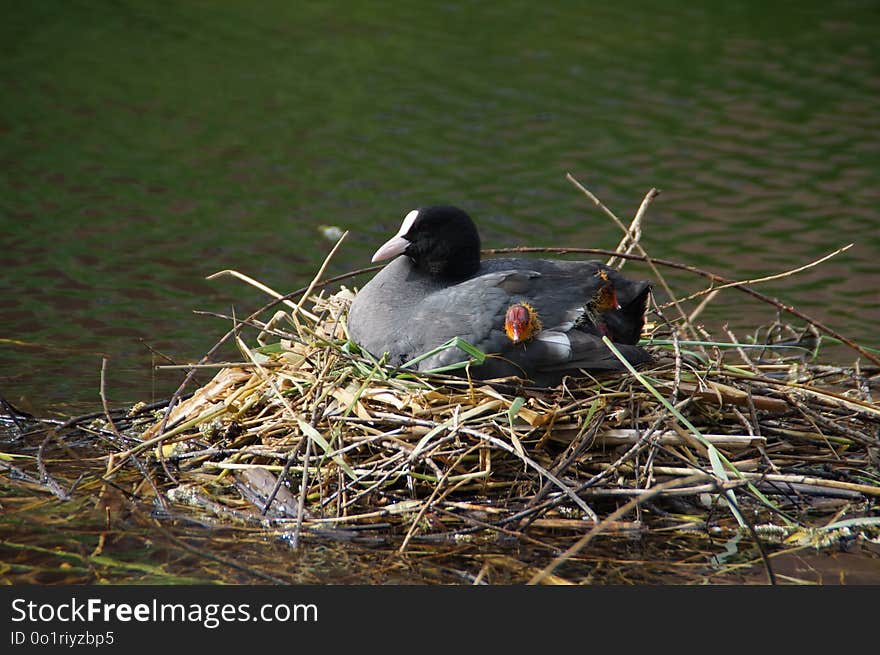 Bird, Fauna, Beak, Water