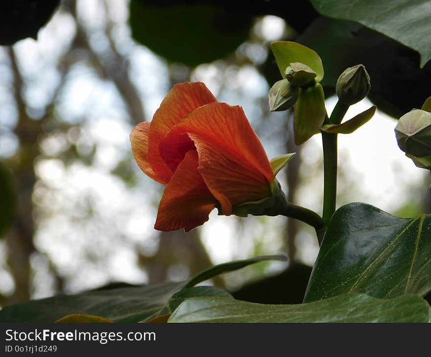 Plant, Flower, Flora, Petal