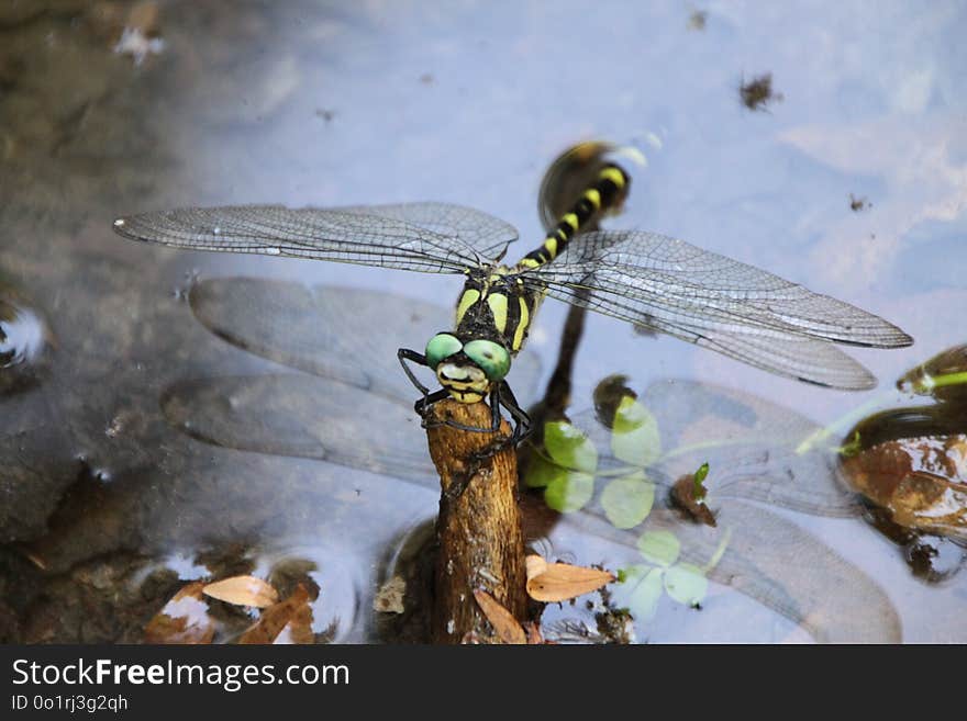 Dragonfly, Insect, Dragonflies And Damseflies, Invertebrate