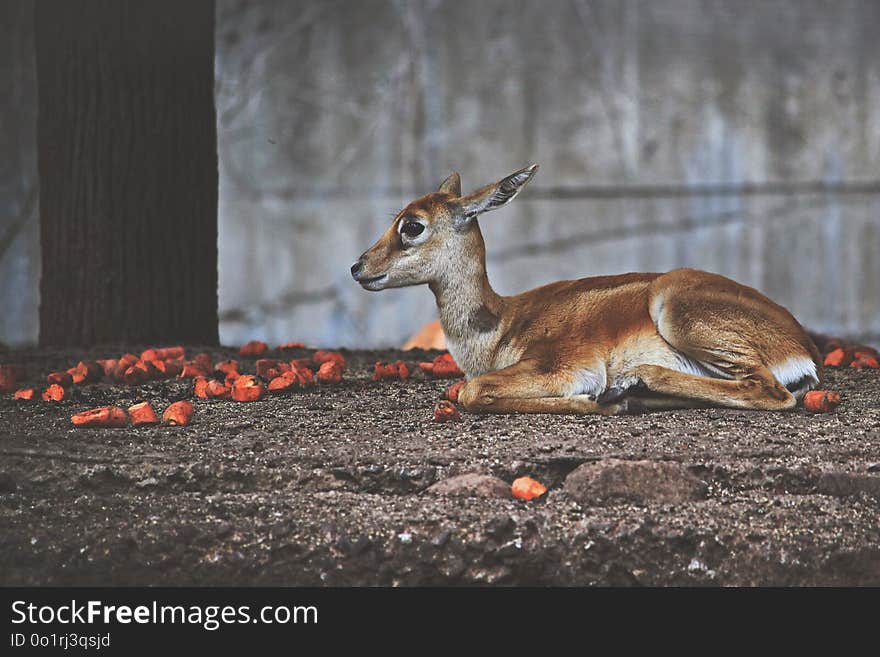 Wildlife, Fauna, Mammal, Deer