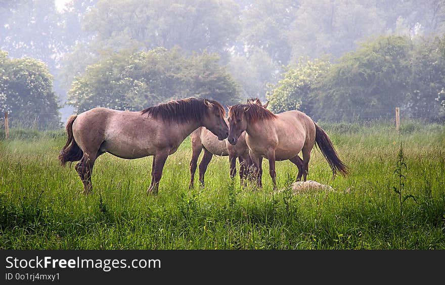 Horse, Grassland, Pasture, Ecosystem