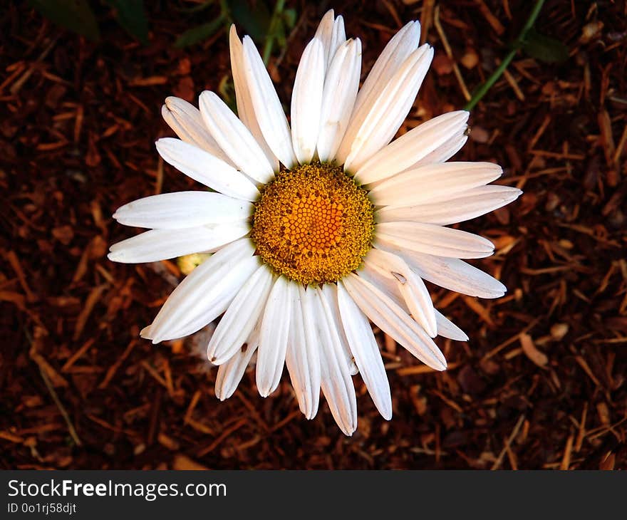 Flower, Flora, Oxeye Daisy, Daisy