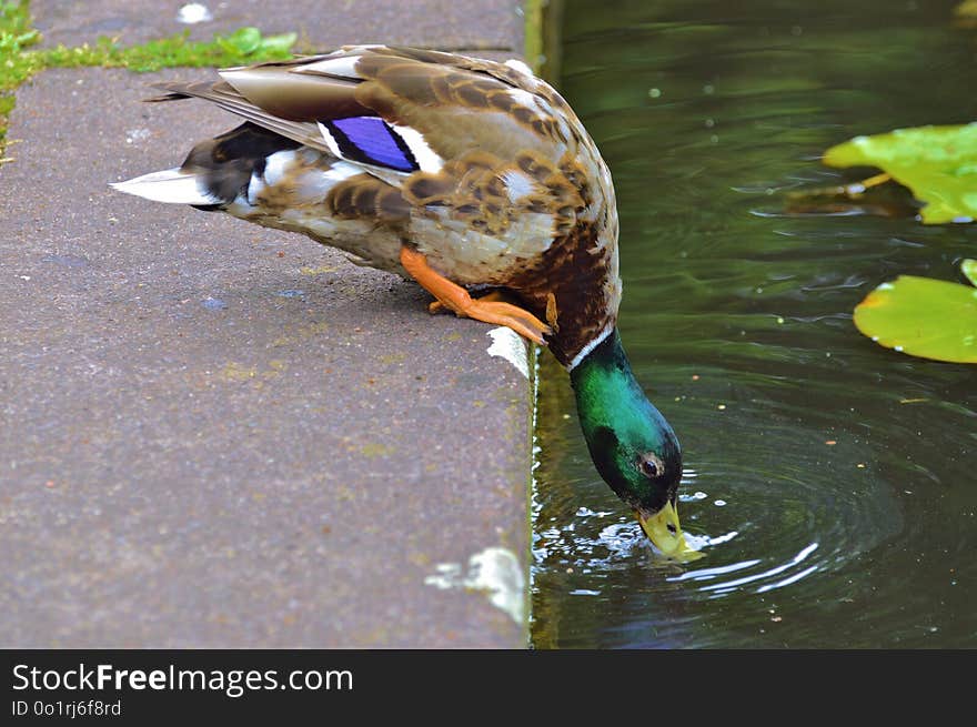 Bird, Duck, Water, Fauna