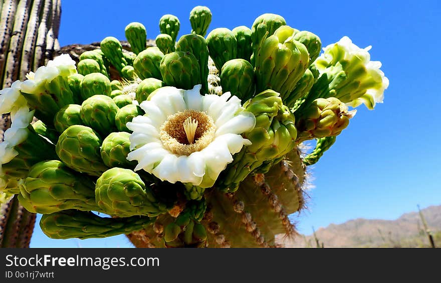 Plant, Vegetation, Cactus, Flowering Plant