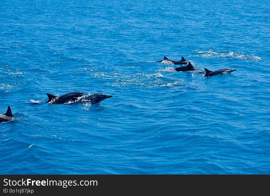 Dolphin, Water, Marine Mammal, Whales Dolphins And Porpoises