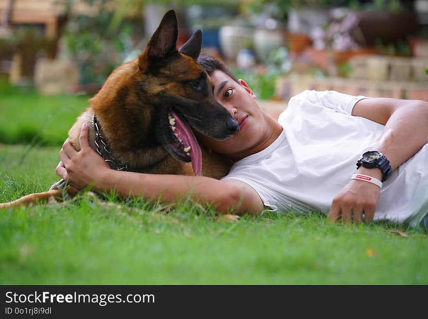 Dog, Dog Like Mammal, Dog Breed, German Shepherd Dog