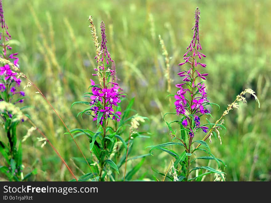 Plant, Flora, Flower, Hyssopus