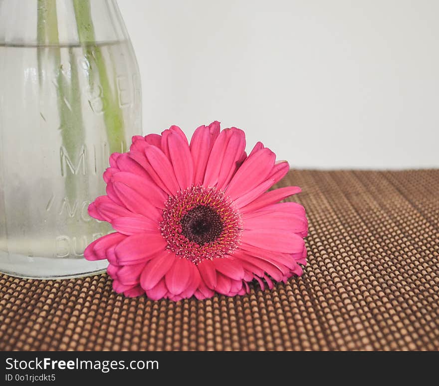 Flower, Pink, Gerbera, Flowering Plant