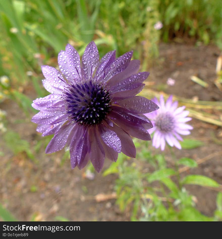 Flower, Flora, Purple, Plant