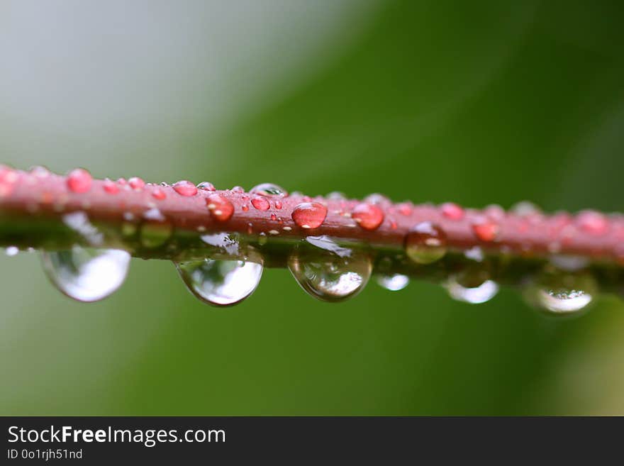 Water, Dew, Macro Photography, Moisture