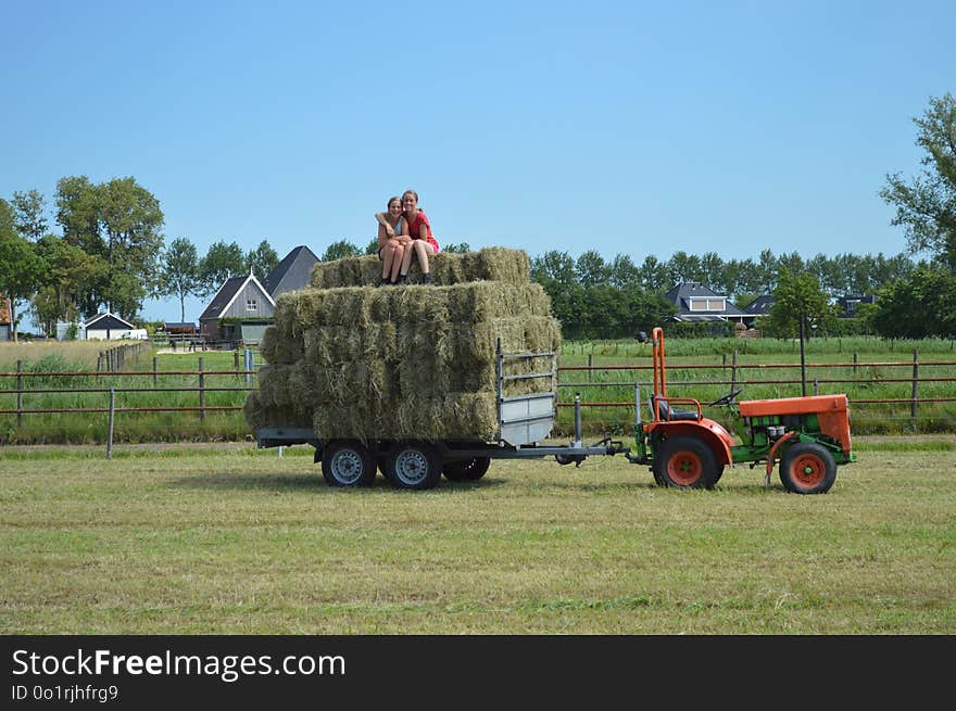 Hay, Plant, Grassland, Field