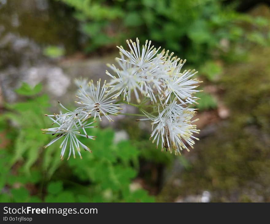 Flora, Plant, Flower, Subshrub