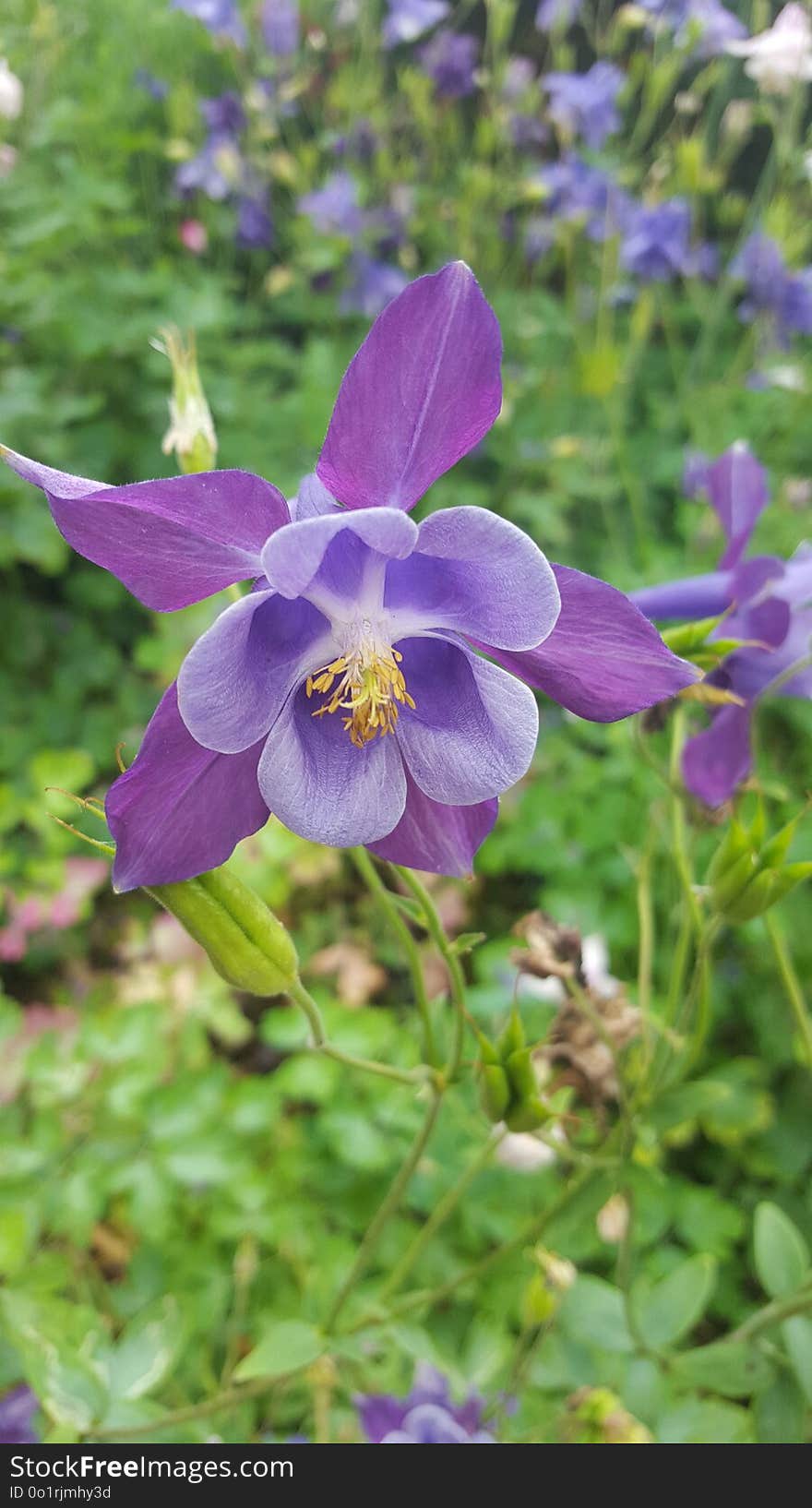 Flower, Plant, Flora, Flowering Plant