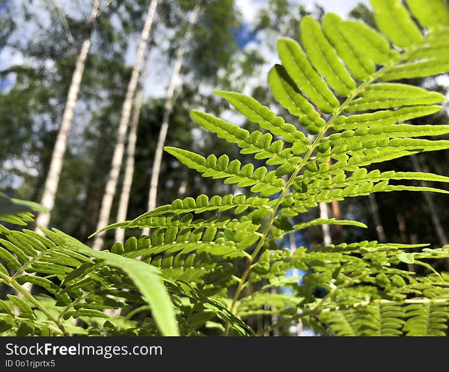 Vegetation, Plant, Ferns And Horsetails, Fern