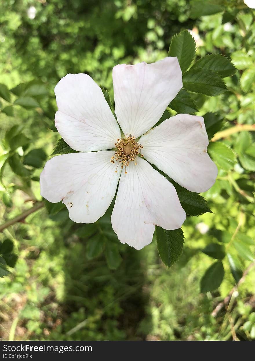 Flower, Flora, Plant, Wildflower