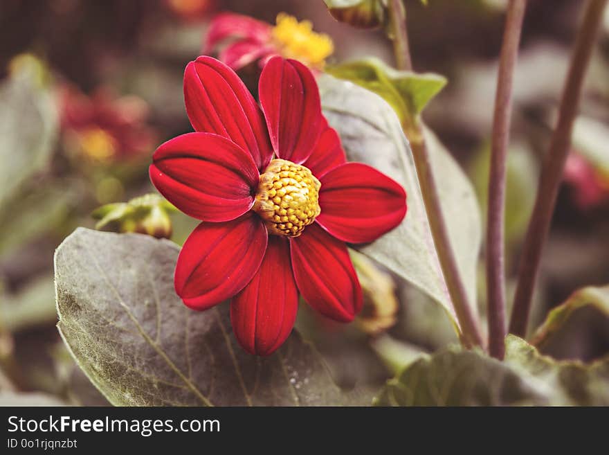 Flower, Flora, Plant, Close Up