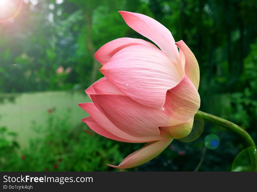 Flower, Plant, Green, Pink