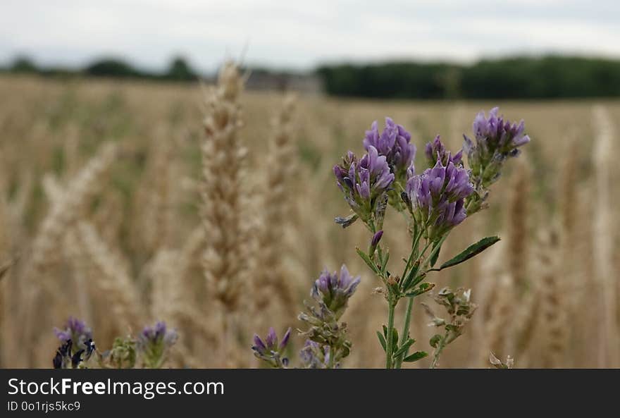 Lavender, Plant, Flower, Field