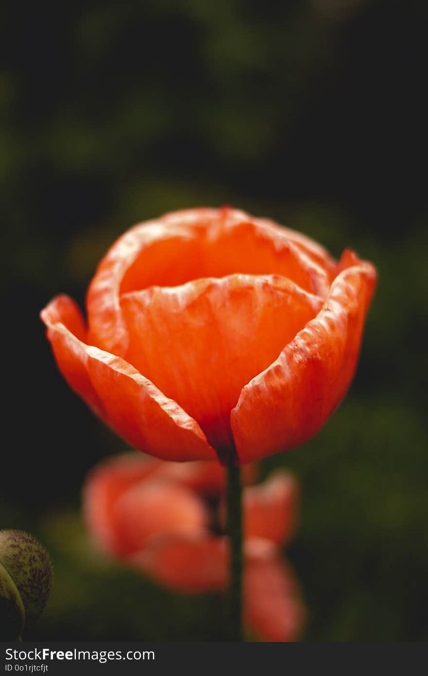 Close Up, Bud, Flower, Petal