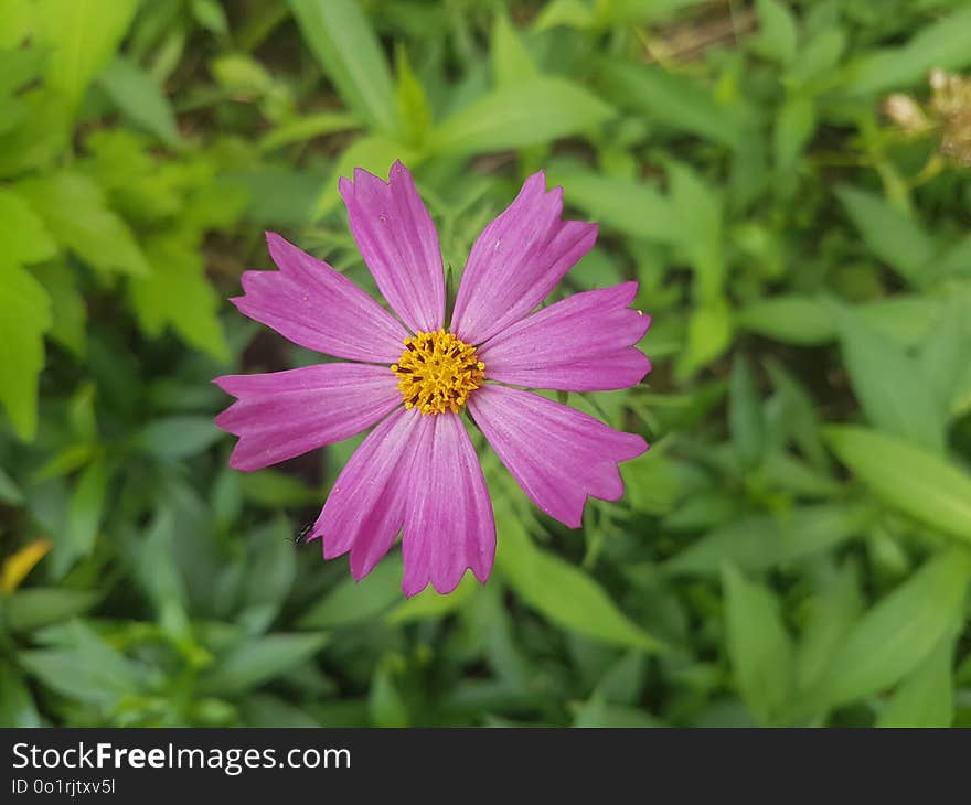 Flower, Flora, Plant, Garden Cosmos