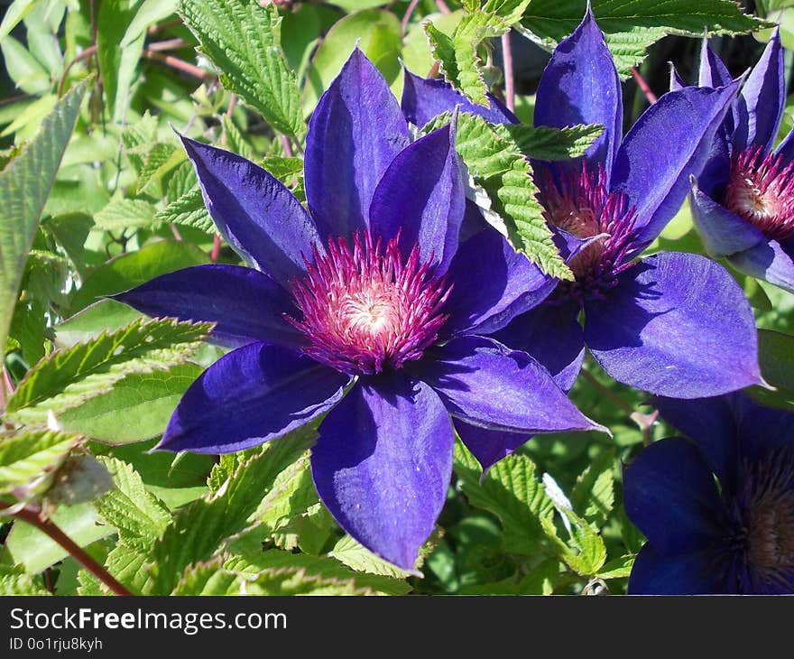 Flower, Plant, Purple, Flora