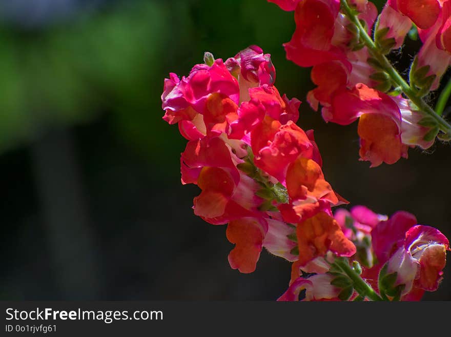 Flower, Pink, Flowering Plant, Plant