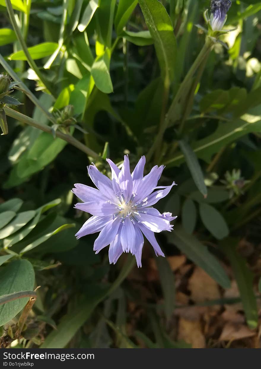 Plant, Flora, Flower, Chicory