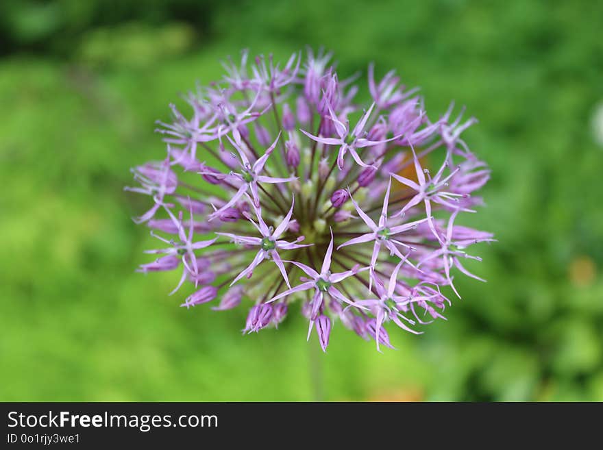 Plant, Flora, Flower, Purple