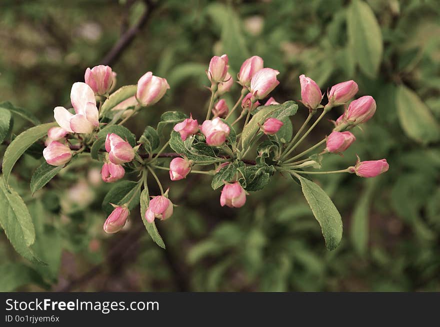 Plant, Flora, Flower, Bud