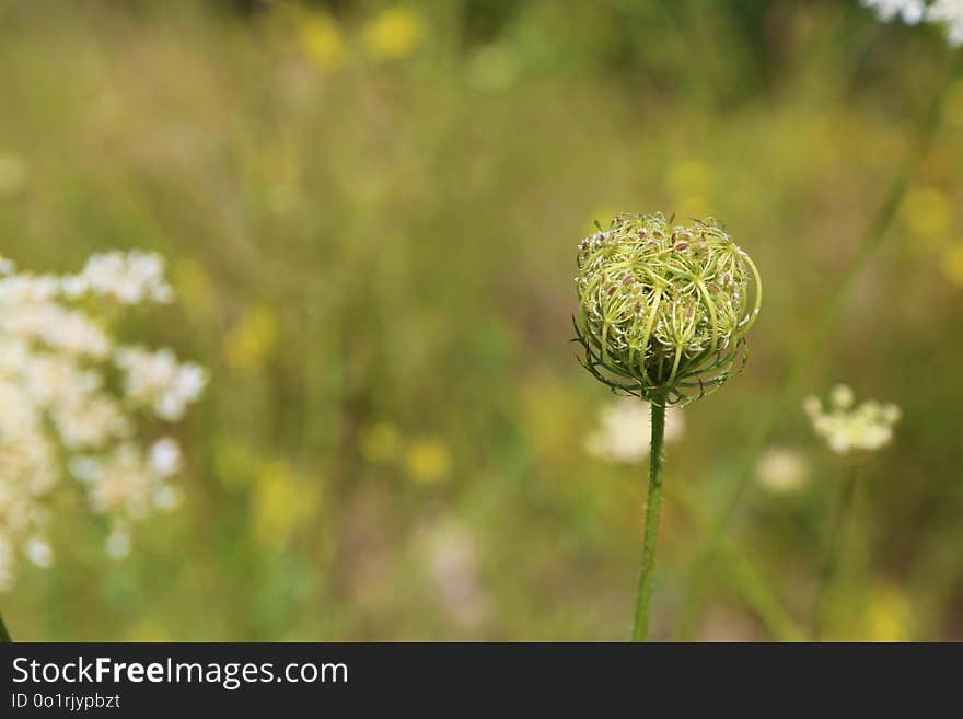 Flower, Spring, Close Up, Plant