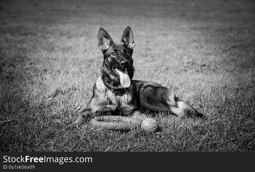 Dog, Black, Black And White, Dog Like Mammal