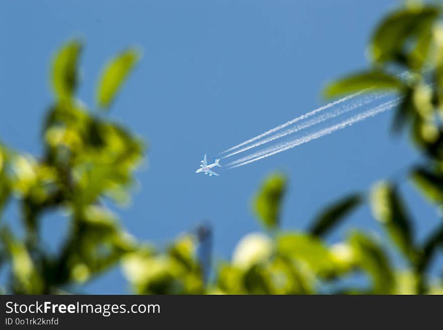 Sky, Close Up, Plant Stem, Plant