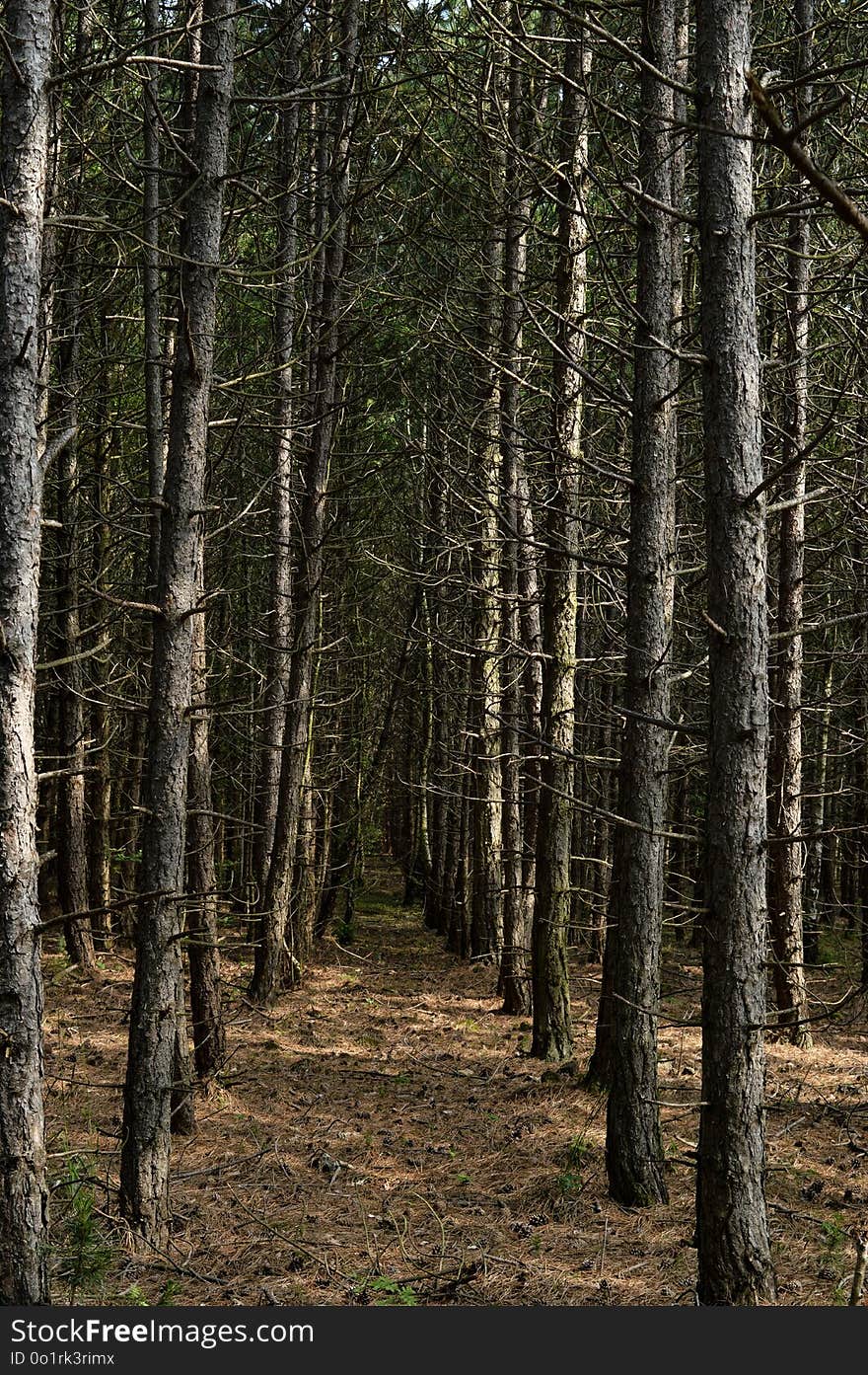 Ecosystem, Spruce Fir Forest, Tree, Woodland