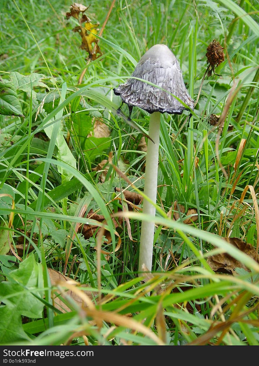 Fungus, Mushroom, Flora, Leaf