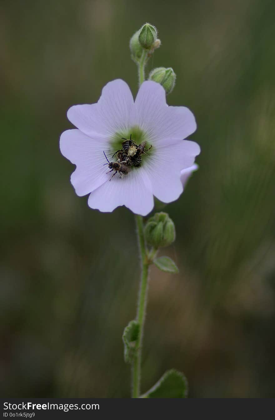 Flower, Flowering Plant, Plant, Flora