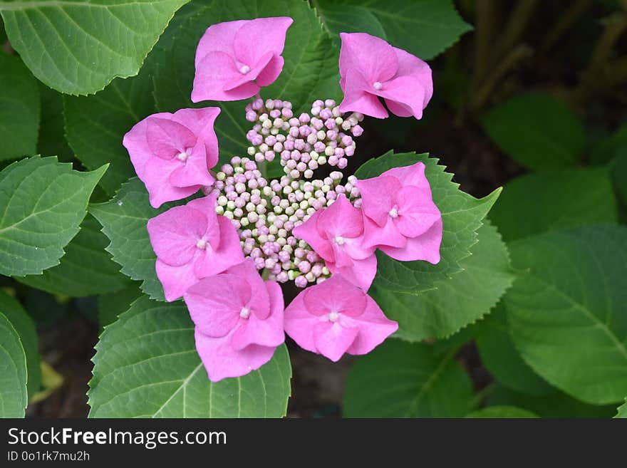 Flower, Plant, Hydrangea, Flowering Plant