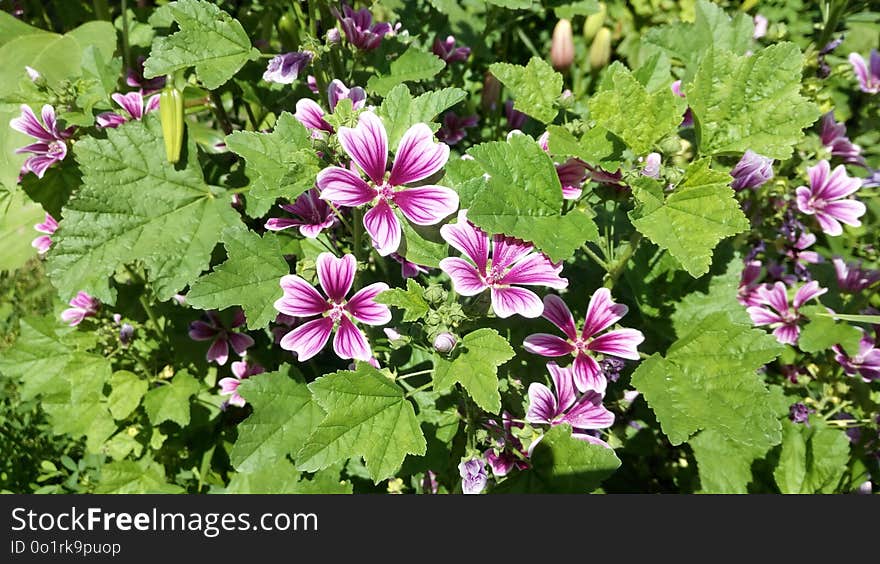 Flower, Plant, Malva, Flowering Plant