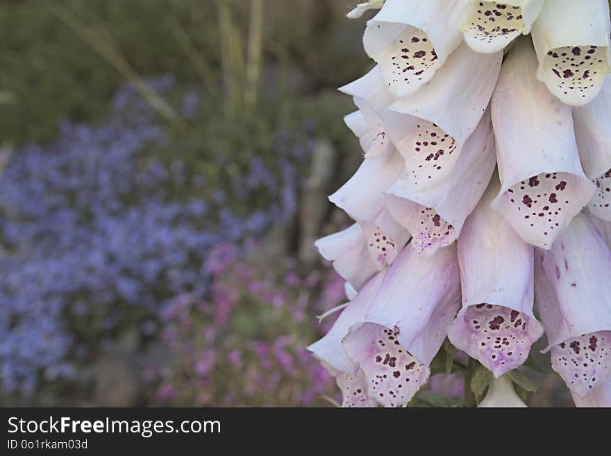 Flower, Flora, Purple, Lilac