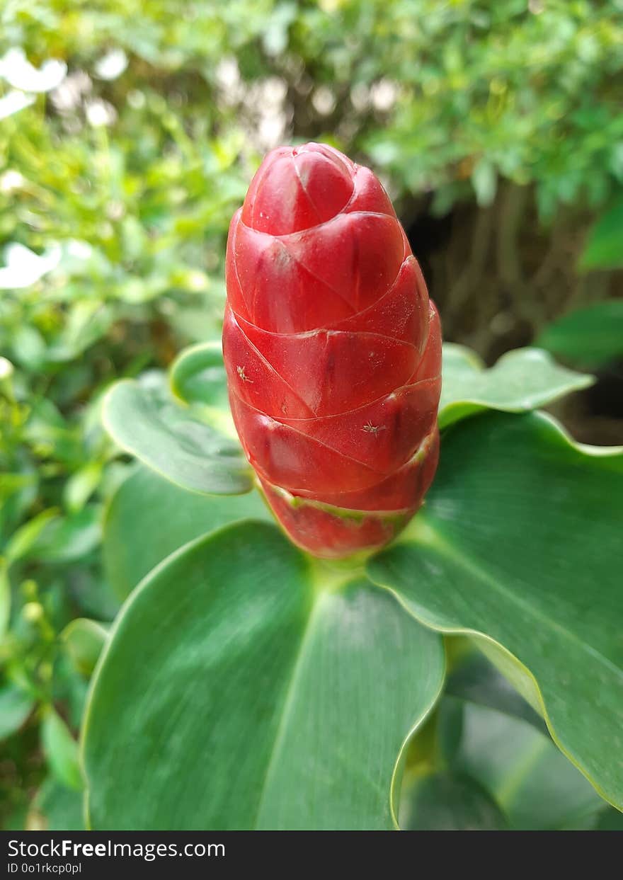 Plant, Flower, Bud, Flowering Plant